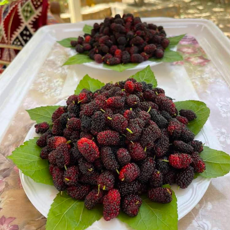 عرض التوت الأحمر الفاخر